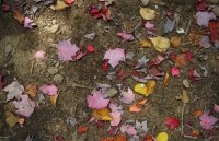 Red Maple leaves on the path to Blue Mountain